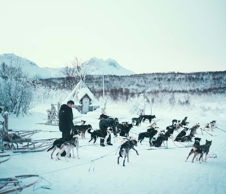Tromsø: Self-Drive Husky Dog Sledding Adventure - Key Highlights to Know Before You Go