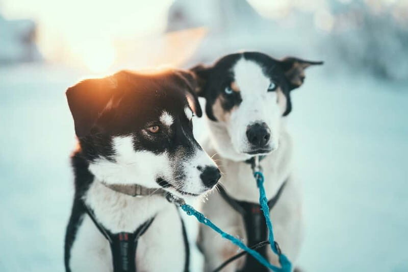 Tromsø: Self-Drive Husky Dog Sledding Adventure - Warm Arctic Suits and a Quick Sled Demo (Then You’re Off)