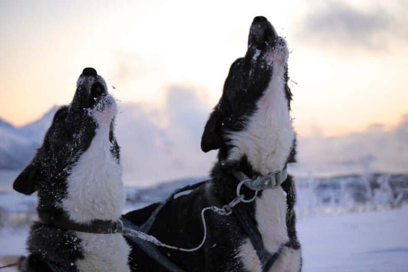 Tromsø: Self-Drive Husky Dog Sledding Adventure - Self-Drive Reality Check: Hills, Fitness, and the Job You’ll Actually Do