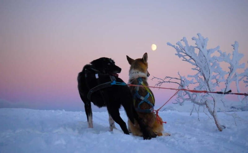 Tromsø: Self-Drive Husky Dog Sledding Adventure - Following the Trail: Your 70–80 Minute Husky Sled Adventure