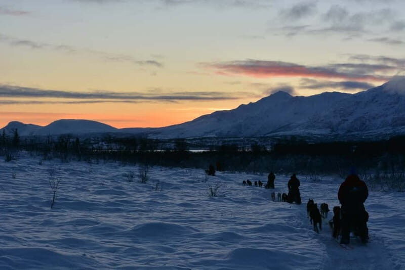Tromsø: Self-Drive Husky Dog Sledding Adventure - Sami Lavvo Warm-Up: Cake, Hot Drinks, and Why the Dogs Run So Well
