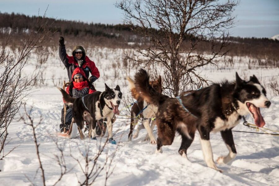 Tromsø: Self-Drive Husky Dog Sledding Adventure - Price and Value: Why $351 Feels High but Makes Sense