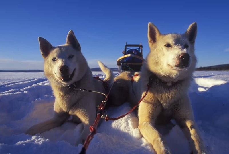 Tromsø: Self-Drive Husky Dog Sledding Adventure - Gear and Cold-Weather Tips That Actually Help