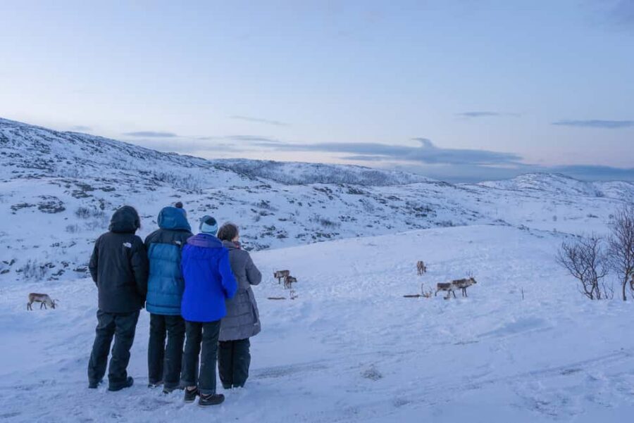 Tromsø: Senja Fjord Tour in Chinese/English Small-Group - Key things I’d note before you book