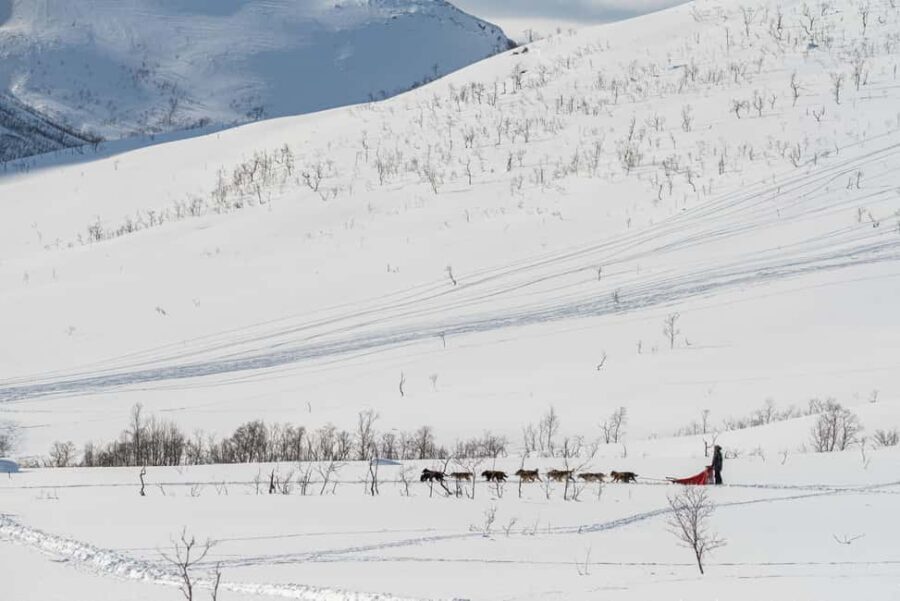 Tromsø: Small Group Kvaløya & Sommarøy Fjord Tour with Lunch - Wildlife Spotting: The Animals You’ll Keep Watching For
