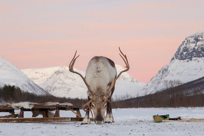 Tromsø Snowmobiling, Ice Domes Snow Park, and Reindeer Visit - Snowmobile Freedom Meets Ice Dome Magic in Tromsø
