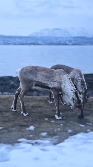 Tromsø: Sommerøya and Kvaløya Arctic Fjords Tour with Lunch - Your guide and the pro-photo bonus: what you actually gain