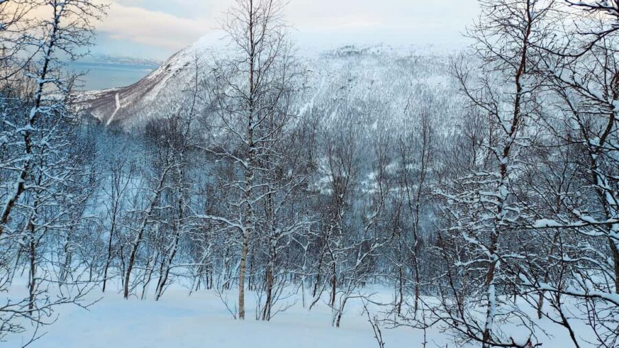 Tromsø Street to Wilderness: Guided Snowshoe Hike - Fjellheisen Meeting Point: Simple, But Don’t Guess