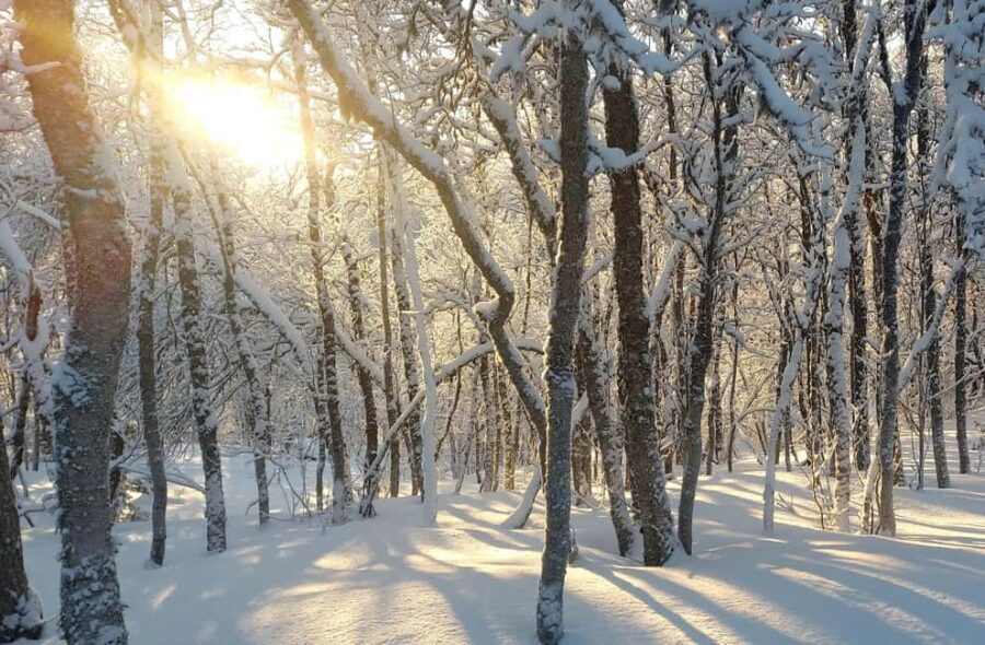 Tromsø Street to Wilderness: Guided Snowshoe Hike - Tromsdalen on Foot: Views, Forest Noise, and Trail Variety