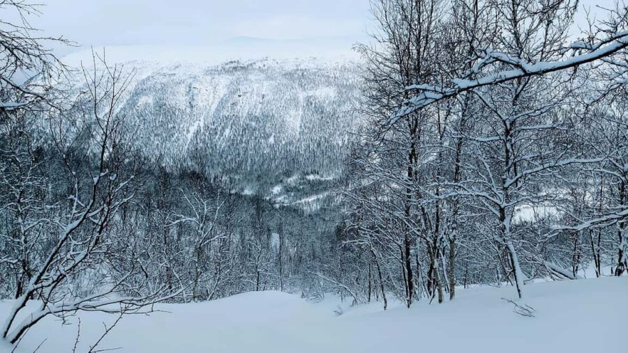Tromsø Street to Wilderness: Guided Snowshoe Hike - Wildlife Chances: Look for Tracks, Then for the Real Thing