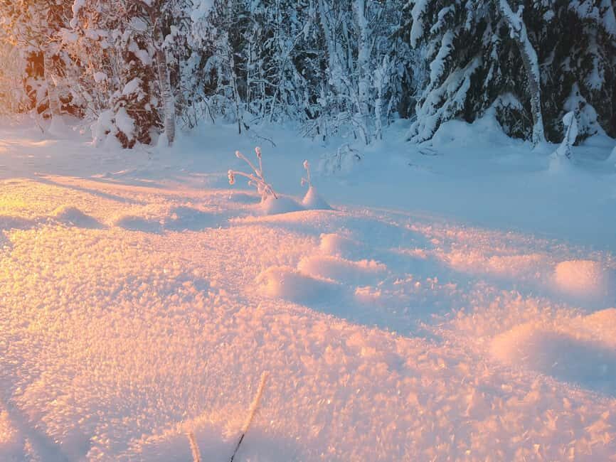Tromsø Street to Wilderness: Guided Snowshoe Hike - Group Size and Pace: Why Up to Four People Matters