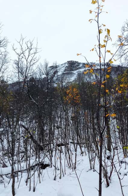 Tromsø Street to Wilderness: Guided Snowshoe Hike - Price Check: Is $104 Good Value for Two Hours?