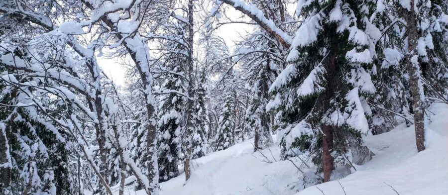 Tromsø Street to Wilderness: Guided Snowshoe Hike - Snowshoe Setup and Your First Steps on Poles