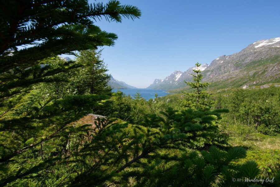 Tromsø: Summer Fjord Road Trip with Citizen Science - The citizen science part: collecting data that matters (and how it works)