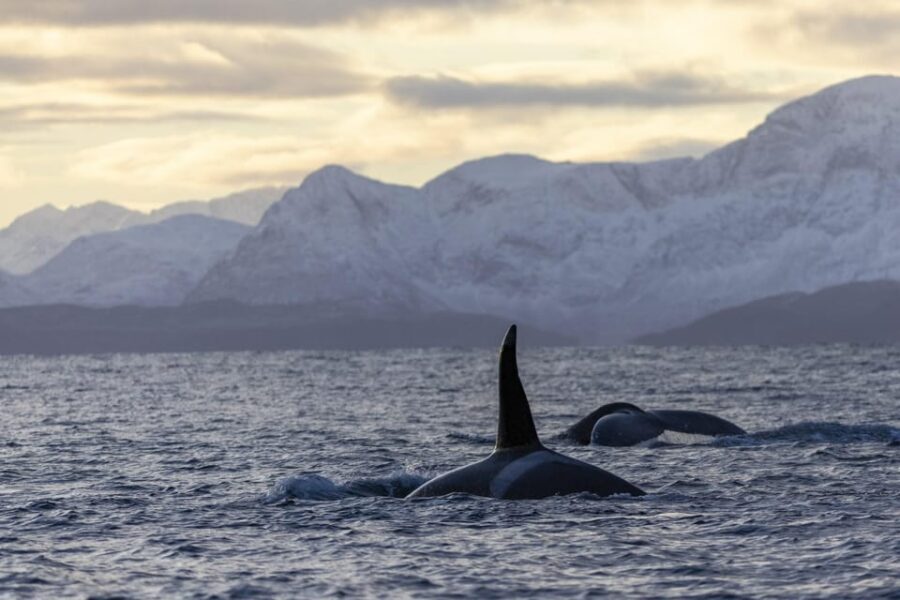 Tromsø Whale Safari with MS Gabriele - Why MS Gabriele makes Tromsø whale time feel easier