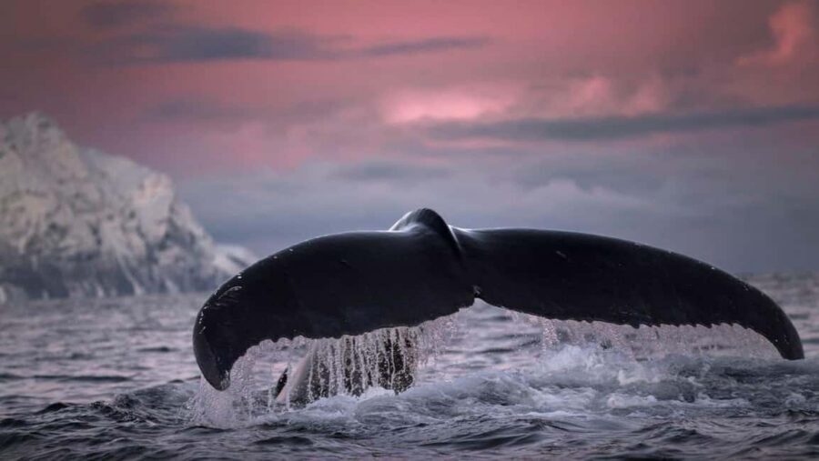 Tromsø Whale Safari with MS Gabriele - Value check: is $207 worth it?