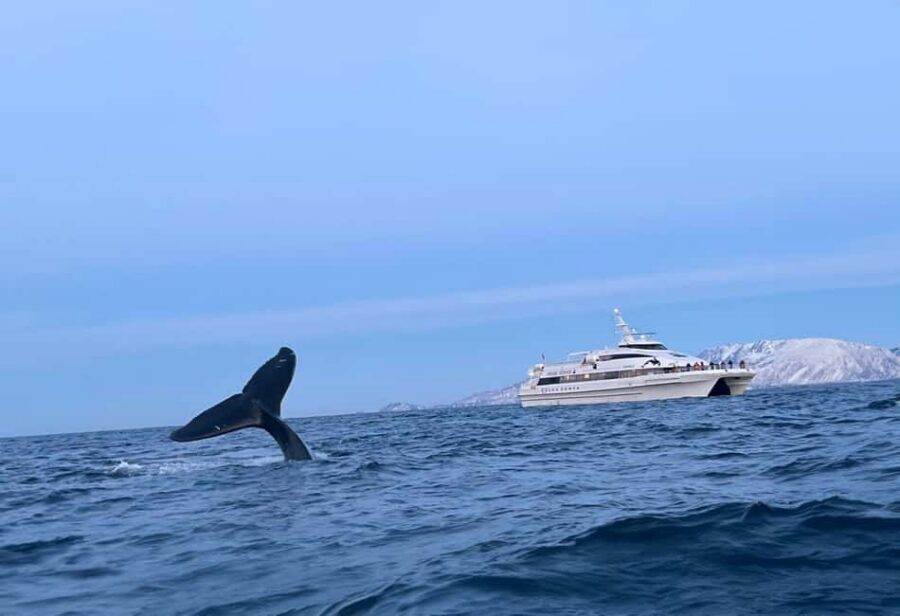 Tromsø Whale Safari with MS Gabriele - Getting on board at Nerstrandkaia (and what to look for)