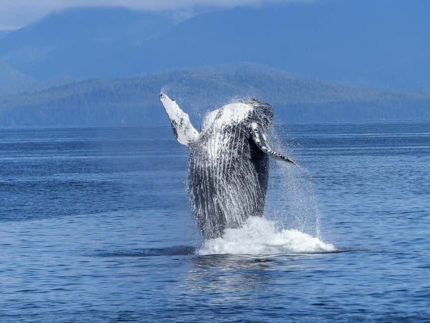 Tromsø Whale Safari with MS Gabriele - The whale line-up: who you might spot (and why it varies)