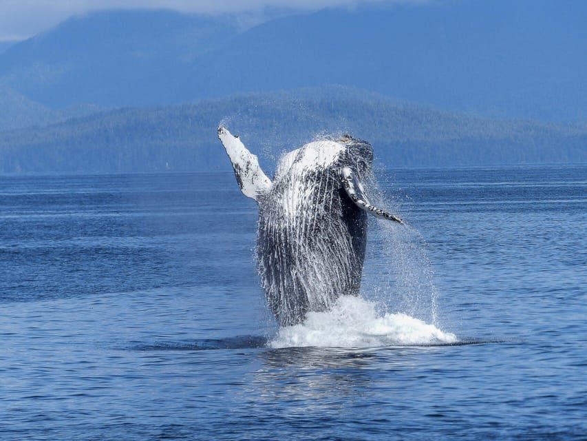 Tromsø Whale Safari with MS Gabriele - Second chance guarantee: what you get if you miss whales