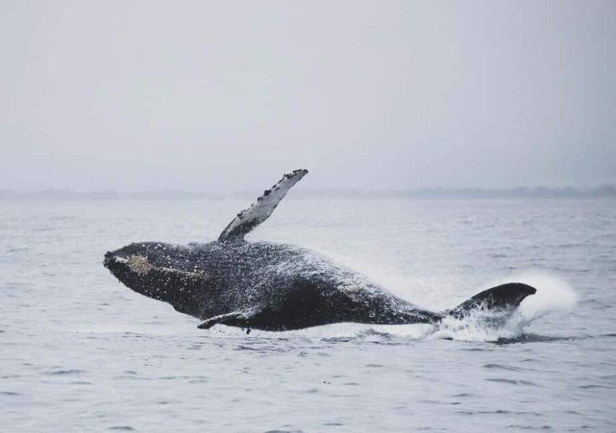 Tromsø Whale Safari with MS Gabriele - Winter details that make or break the experience