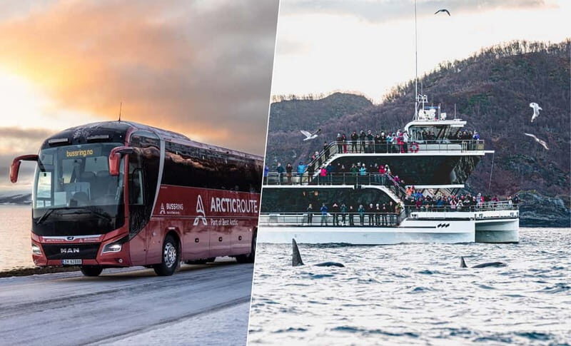 Tromsø: Whale Watching on hybrid boat with scenic bustrip - Why Skjervøy Makes Sense for Tromsø Whale Watching