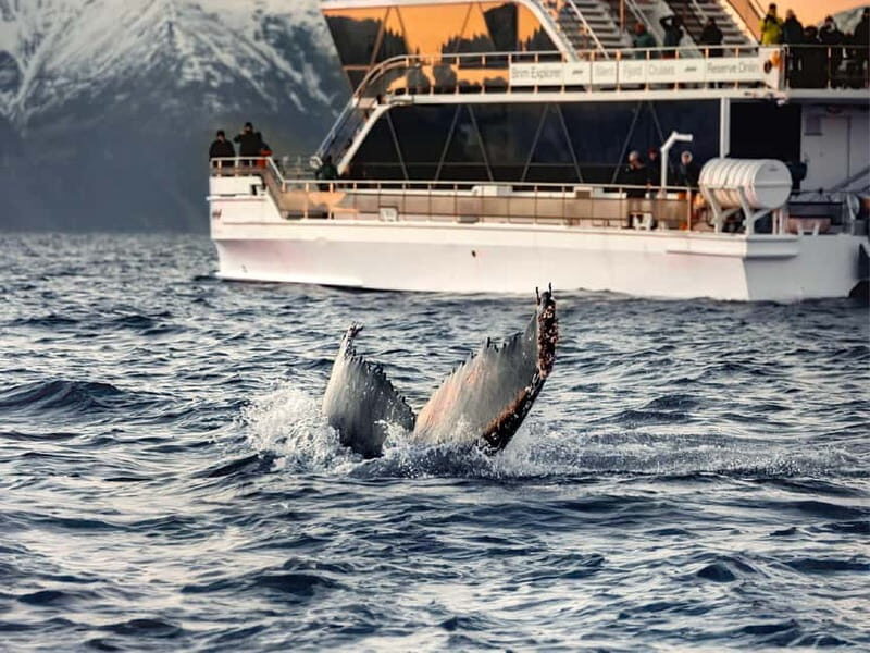 Tromsø: Whale Watching on hybrid boat with scenic bustrip - Whale Watching Time: How Your 1.5 Hours Actually Plays Out
