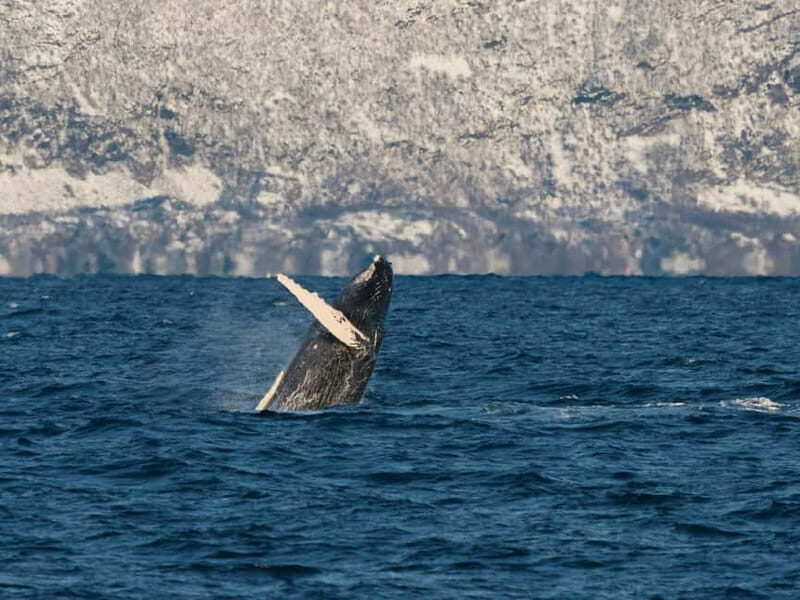 Tromsø: Whale Watching on hybrid boat with scenic bustrip - The Guides: More Than Spotting, Reading the Water