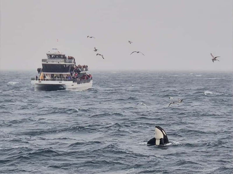 Tromsø: Whale Watching on hybrid boat with scenic bustrip - Hybrid-Electric Boat: The Quiet Part That Helps You See More