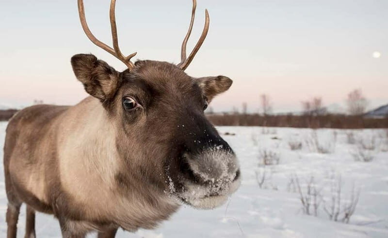 Tromsø: Winter Fjord Road Trip - Weather-Ready Realities: What to Wear and What to Expect