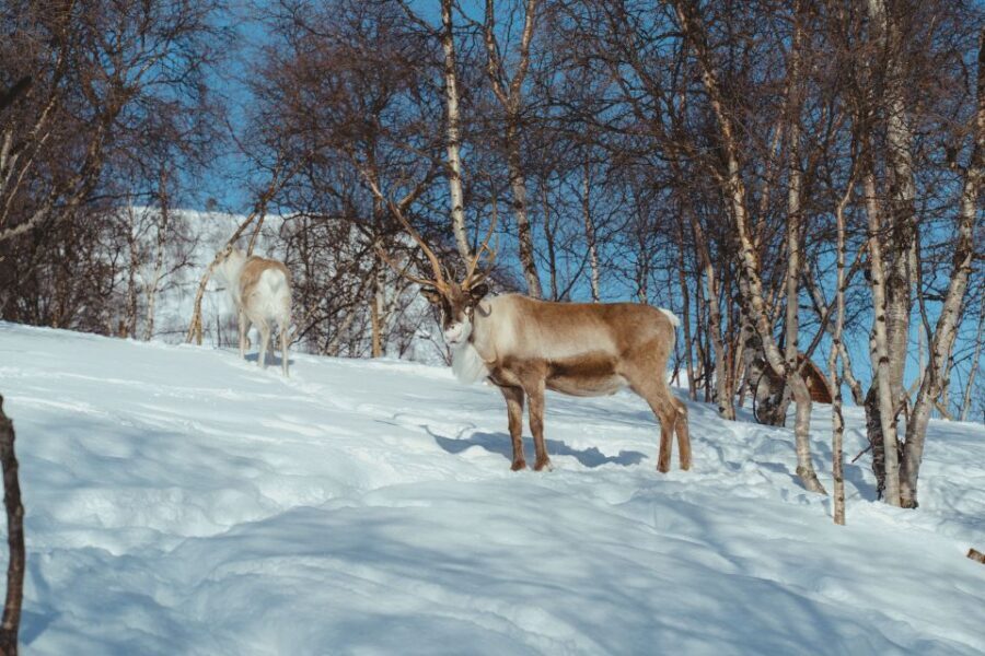 True Locals of the Arctic: Reindeer Sledding at Camp Tamok - Key Things You’ll Remember From Camp Tamok
