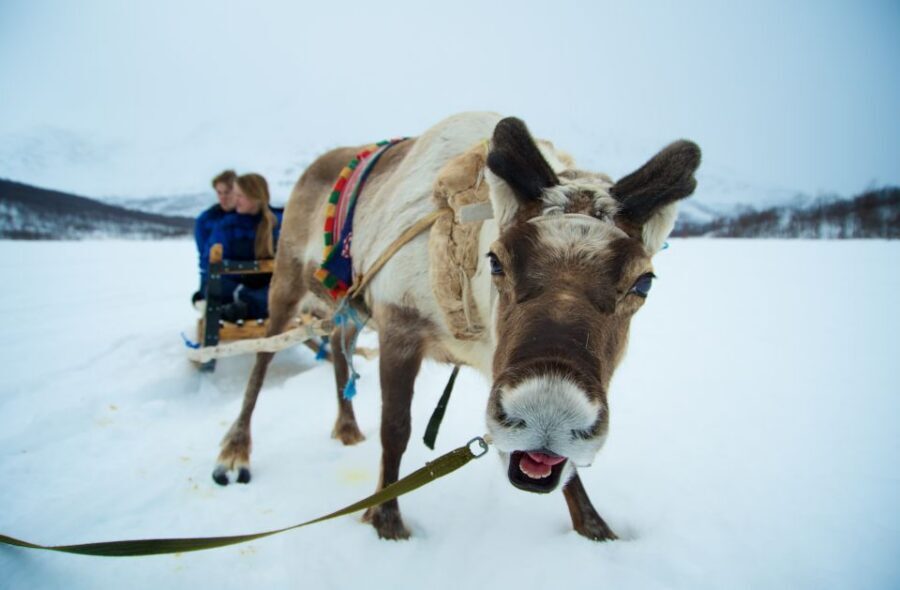 True Locals of the Arctic: Reindeer Sledding at Camp Tamok - Getting Dressed for Real Cold: Thermal Suit, Boots, and Mittens