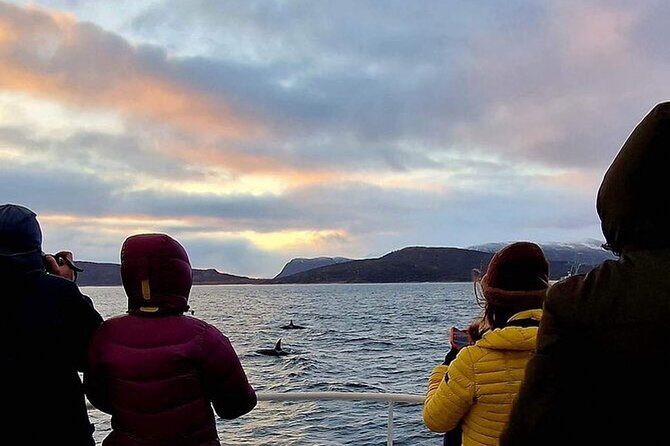 Whale Safari in Tromso - Key highlights to know before you go
