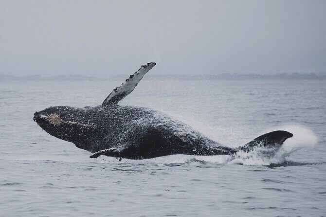Whale Safari in Tromso - Orcas, Humpbacks, and the View Reality on a Crowded Deck
