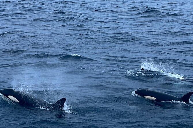 Whale Safari in Tromso - Guides on Board: Why English Commentary Makes Sighting Time Better