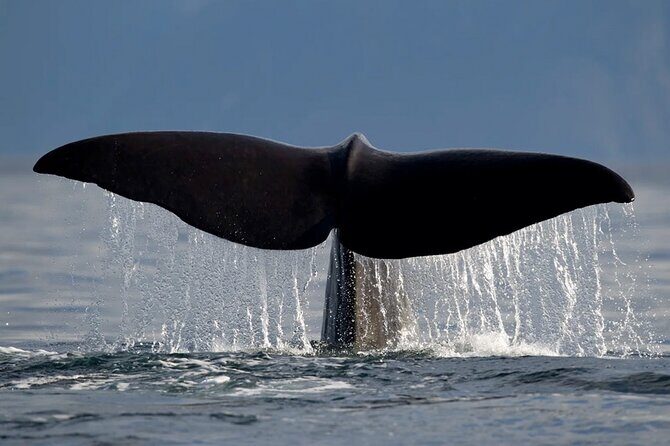 Whale Safari in Tromso - Onboard Comfort: Wi-Fi, Restroom, and the Small Things That Keep You Happy