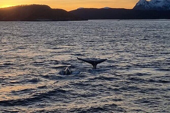 Whale Safari in Tromso - What to Wear: Cold Wind, Choppy Water, and Your “No Regrets” Packing List