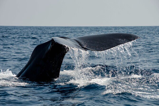 Whale safari with Puffins and Muffins (Andøy, Vesterålen) - Key things that make this safari worth your time