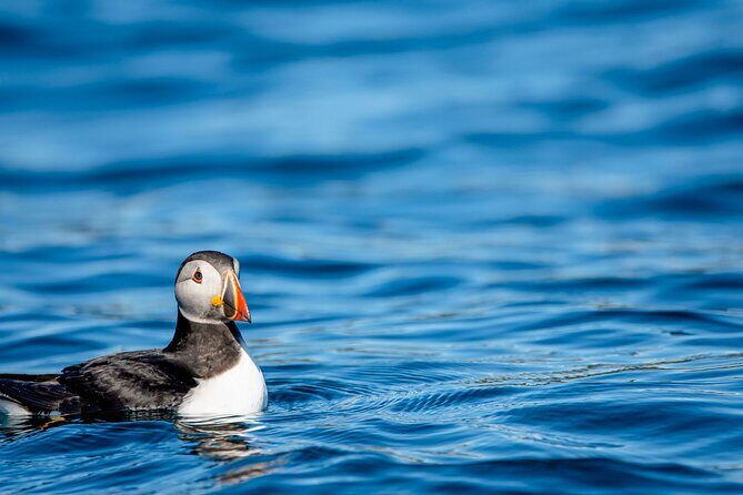 Whale safari with Puffins and Muffins (Andøy, Vesterålen) - Bleik Canyon and the midnight-sun factor