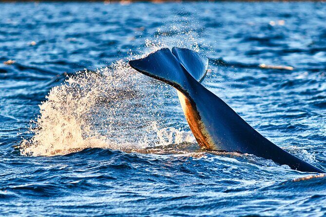 Whale safari with Puffins and Muffins (Andøy, Vesterålen) - Small boat whale watching: closeness, plus the trade-offs