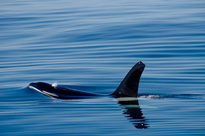 Whale safari with Puffins and Muffins (Andøy, Vesterålen) - What you’re actually hunting for: whales, puffins, and more sea life