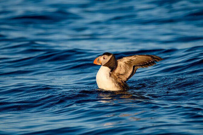 Whale safari with Puffins and Muffins (Andøy, Vesterålen) - Hosting in English and a group capped at 12