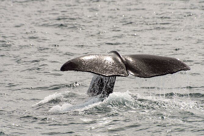 Whale safari with Puffins and Muffins (Andøy, Vesterålen) - Price and value: what $205.13 buys you