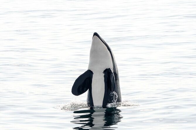Whale safari with Puffins and Muffins (Andøy, Vesterålen) - Who this whale safari fits best