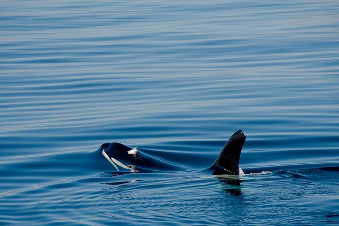 Whale Watching RIB Boat Tour in Skjervoy from Tromso - The whale-watching RIB boat: close viewing, real speed, real spray