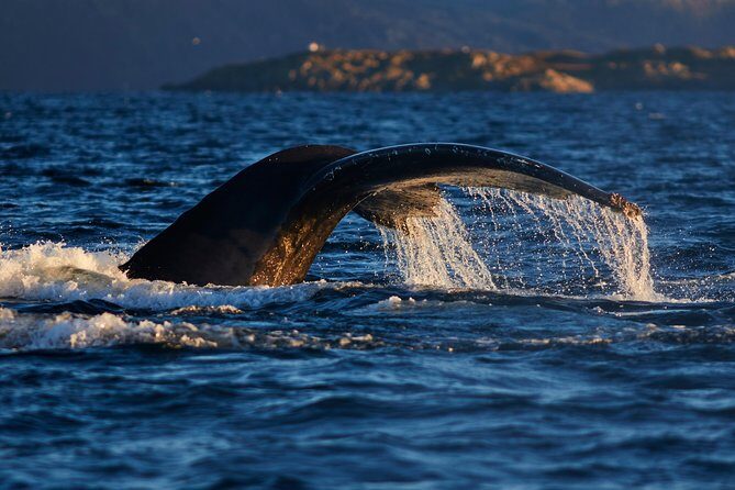 Whale Watching RIB Boat Tour in Skjervoy from Tromso - What you’re actually hoping to see: orcas and humpbacks in their element