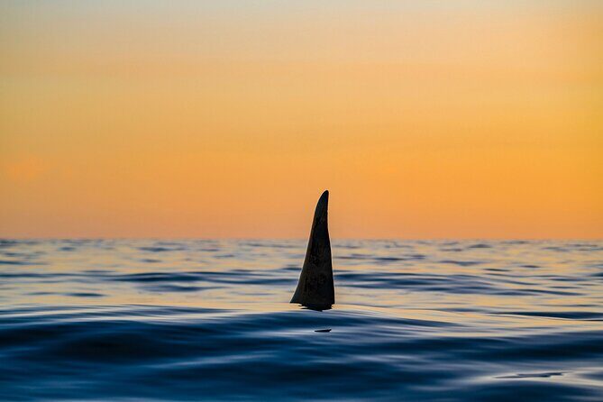Whale Watching RIB Boat Tour in Skjervoy from Tromso - Lunch, snacks, and keeping your energy up