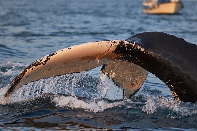 Whale Watching RIB Boat Tour in Skjervoy from Tromso - Group size and how the crew manages the hunt