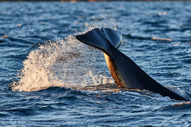 Whale Watching RIB Boat Tour in Skjervoy from Tromso - The Tromsø to Skjervøy bus ride: manage the cold and the wait