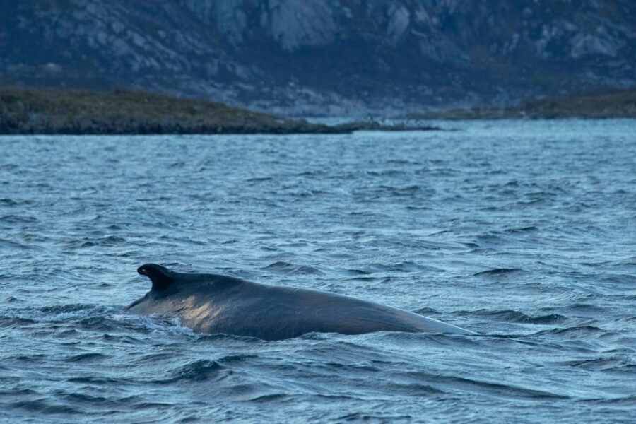 Whale Watching RIB Safari at Skjervøy - Key points that make this tour worth it