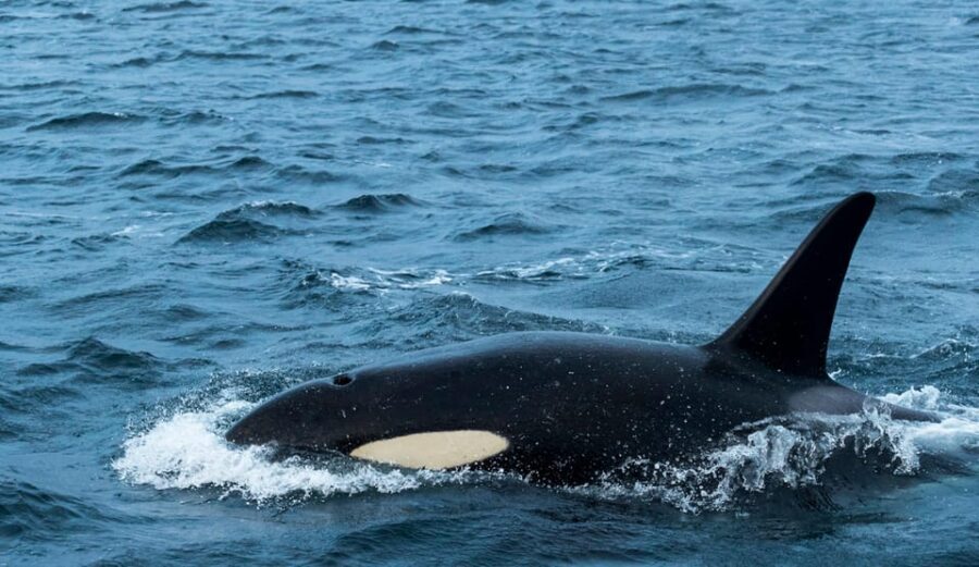Whale Watching RIB Safari at Skjervøy - Skjervøy waters are a winter feeding ground, not just a scenic detour
